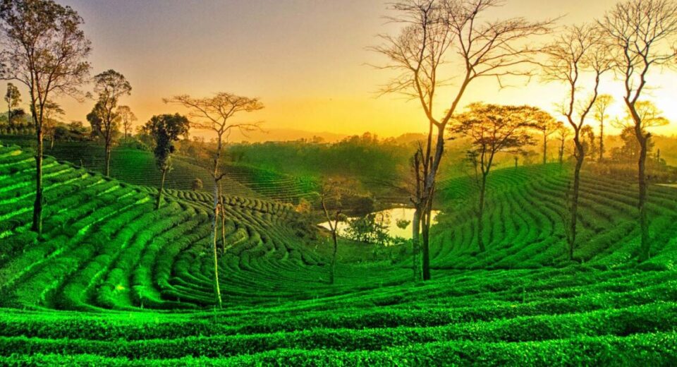 Assam to Promote Tea Tourism with New Project