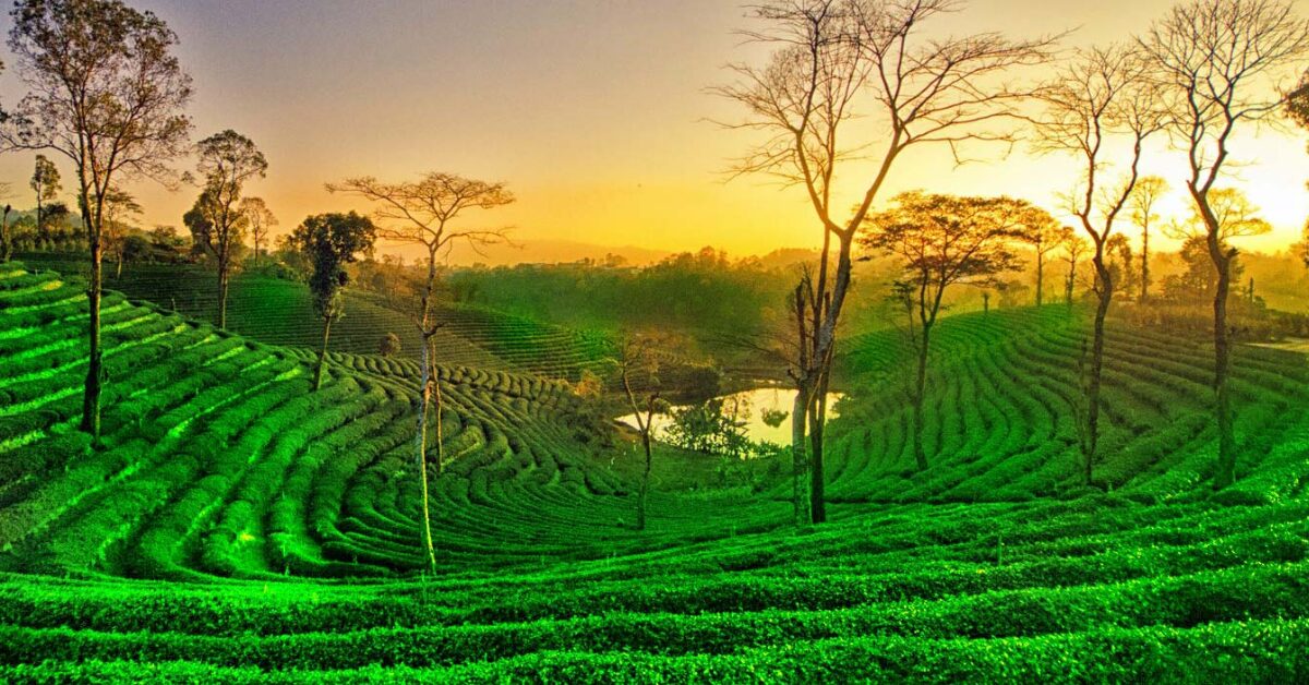 Assam to Promote Tea Tourism with New Project