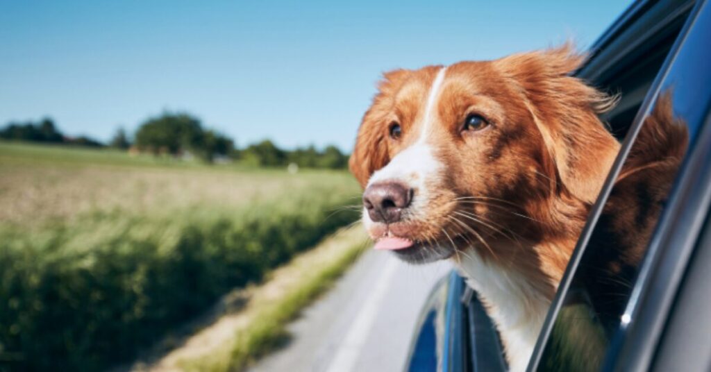 Pet-Friendly Travel: Hotels Creating Luxury Experiences for Dogs and Cats