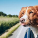 Workcation Villages: Remote Work Travel Trend in Small Towns