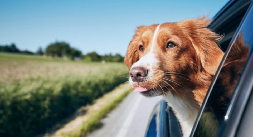 Pet-Friendly Travel: Hotels Creating Luxury Experiences for Dogs and Cats