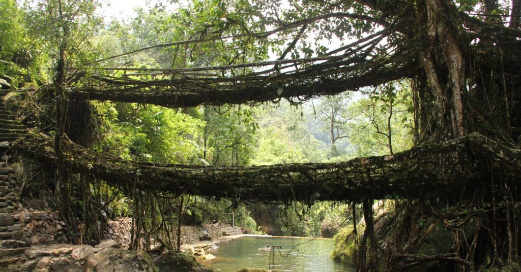 Living Root Bridges of India: Nature’s Engineering Marvels