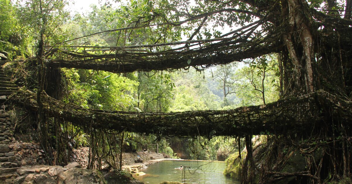 Living Root Bridges of India: Nature’s Engineering Marvels